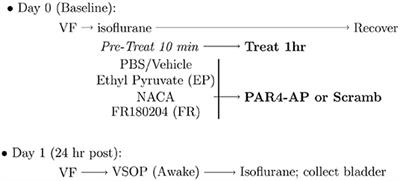 Bladder Oxidative Stress and HMGB1 Release Contribute to PAR4-Mediated Bladder Pain in Mice